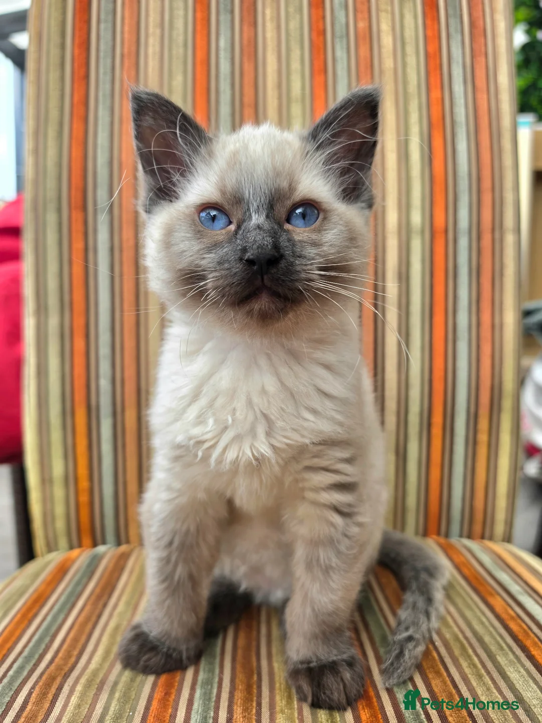 Ragdoll cats for sale: Ragdoll boy 🩵 - Advert 1