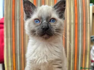 Ragdoll cats Ragdoll boy 🩵 - Advert 1