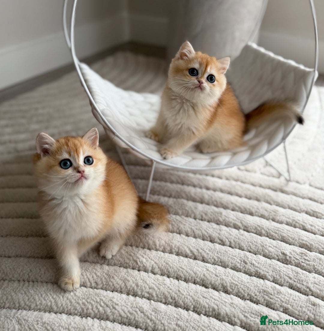British Shorthair cats for sale: Golden British shorthair kittens - Advert 16