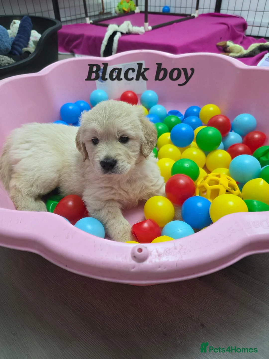 Golden Retriever dogs for sale: Lovely Golden retriever puppy  - Advert 1