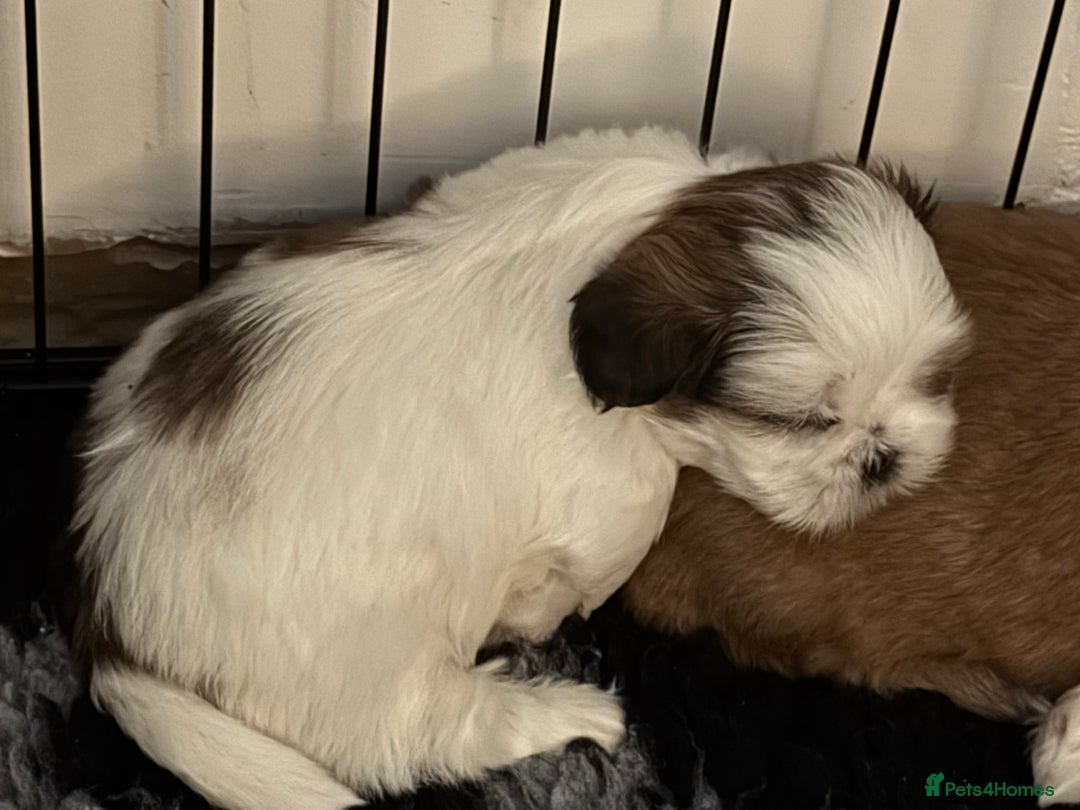 Shih Tzu dogs for sale: Beautiful Shih Tzu puppies  - Image 9