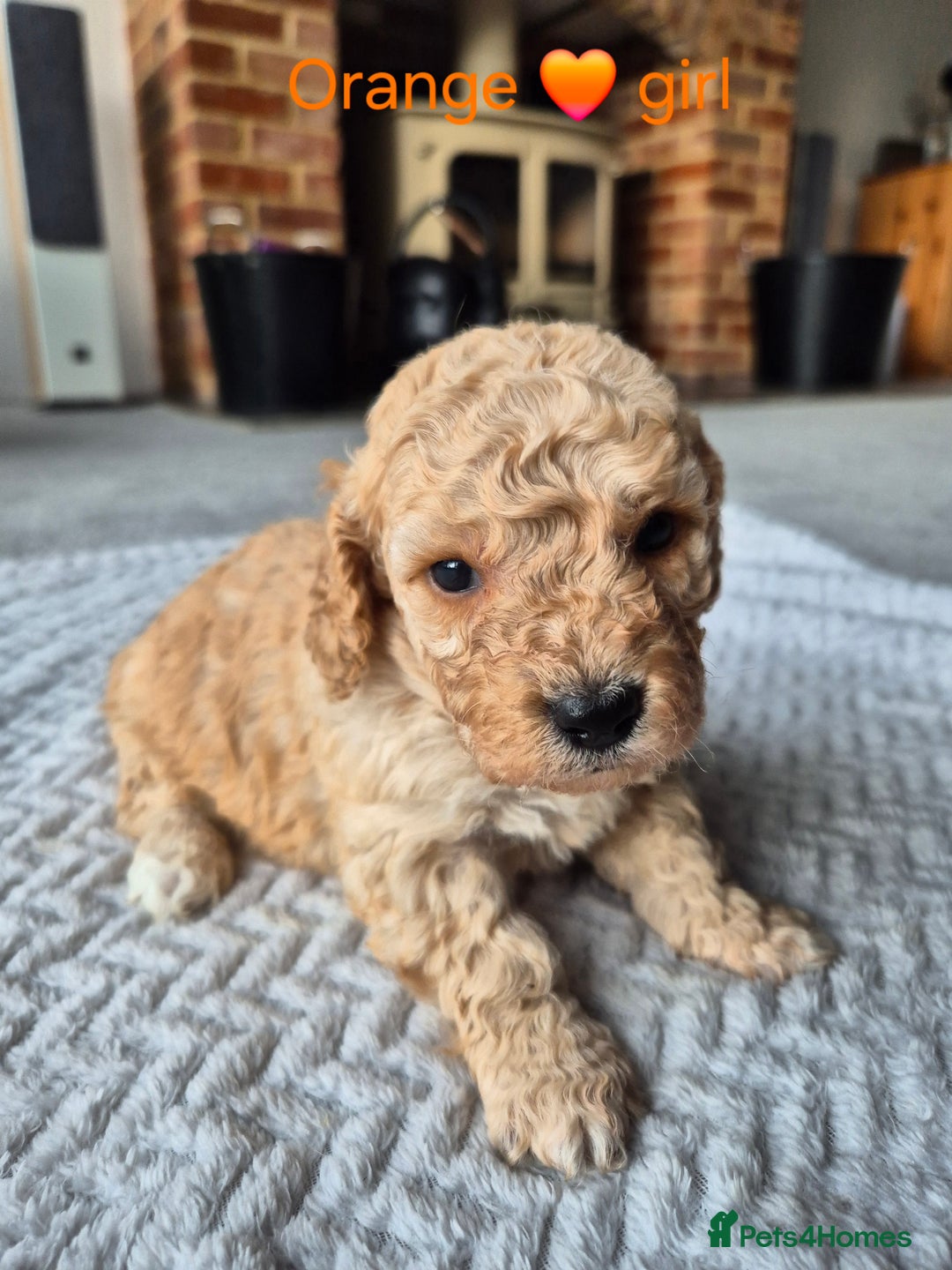 Cockapoo dogs for sale: Gorgeous F2b Cockapoos  - Image 1