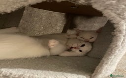Turkish Angora cats for sale: Stunning Turkish Angora Kittens – Ready Now! 🐾 - Image 2