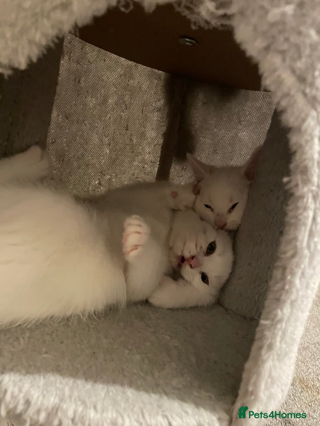 Turkish Angora cats for sale: Stunning Turkish Angora Kittens – Ready Now! 🐾 - Image 2