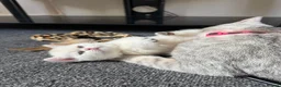 British Shorthair cats for sale: Stunning GCCF Gold/Silver Tipped BSH Kittens - Advert 19