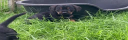 Mixed Breed dogs for sale: Border Terrier x wire haired Dachshund  - Advert 2