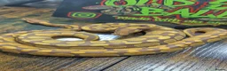Python Snake reptiles for sale: Ultramel female ball python  - Advert 5
