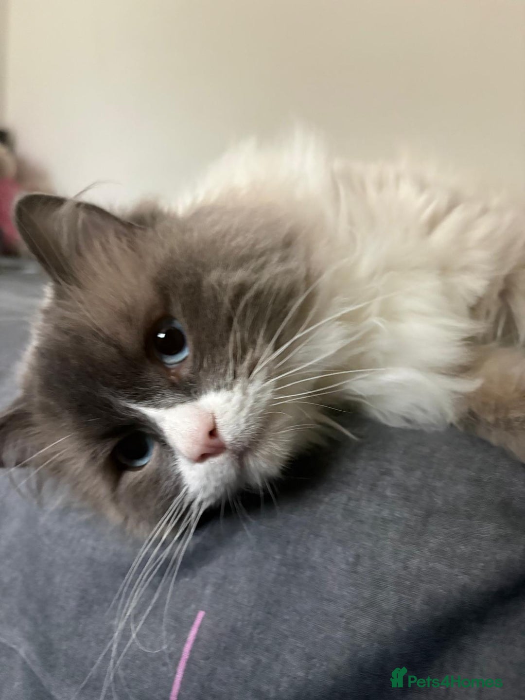 Ragdoll cats for sale: 💙 Stunning 2-Year-Old GCCF Registered Ragdoll Boy - Advert 6