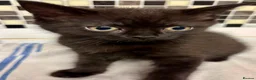 British Longhair cats for sale: Kittens - Advert 3