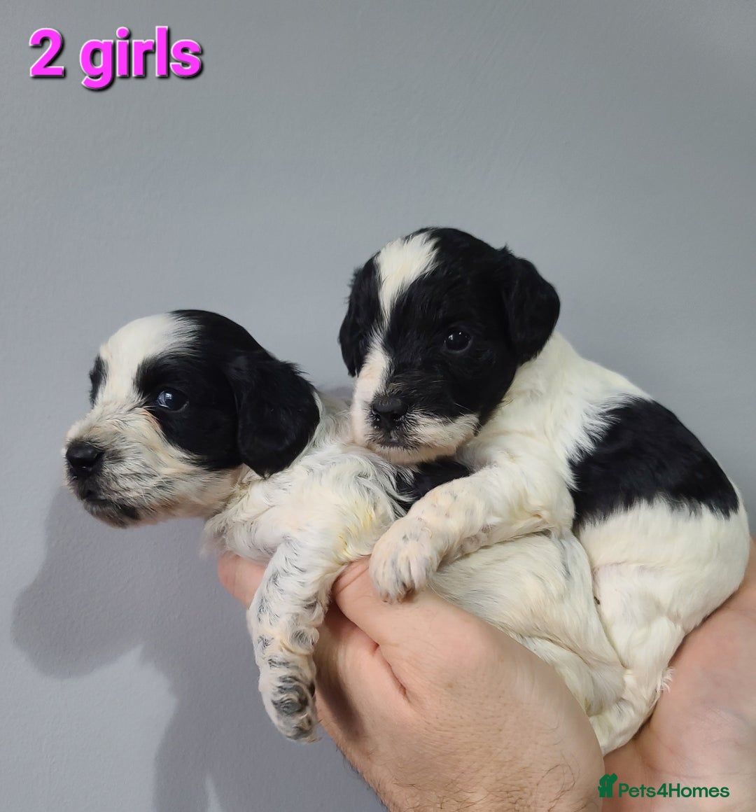 Cockapoo dogs for sale: F1 Cockapoos, Parti Roan. DNA HEALTH TESTED - Image 20
