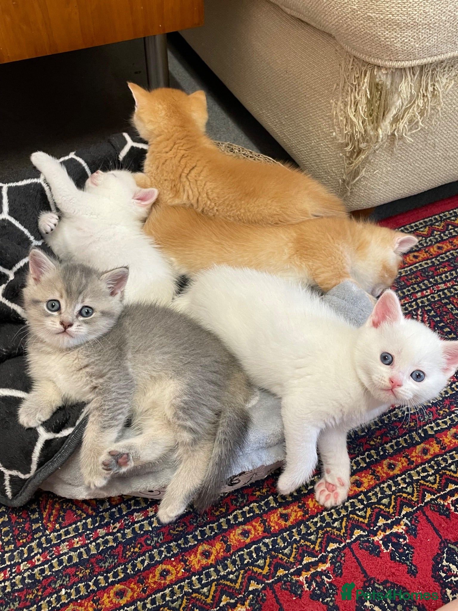 British Shorthair cats Adorable BSH kittens - Advert 2
