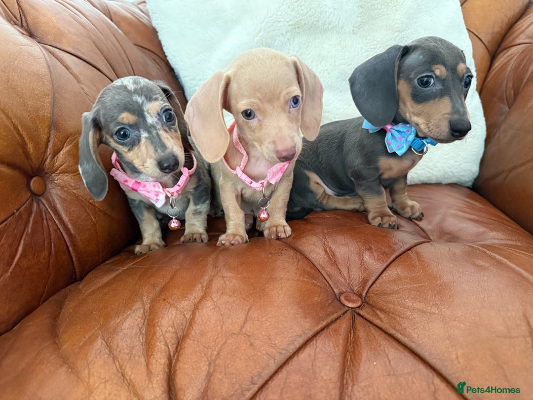 Miniature Dachshund dogs for sale: Beautiful Mini Dachshund Pups 🐶 5 Star ⭐ Breeder - Image 10