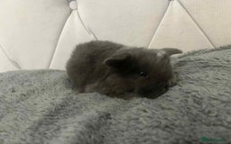Mini Lop rabbits for sale: Mini lops for sale - Image 8