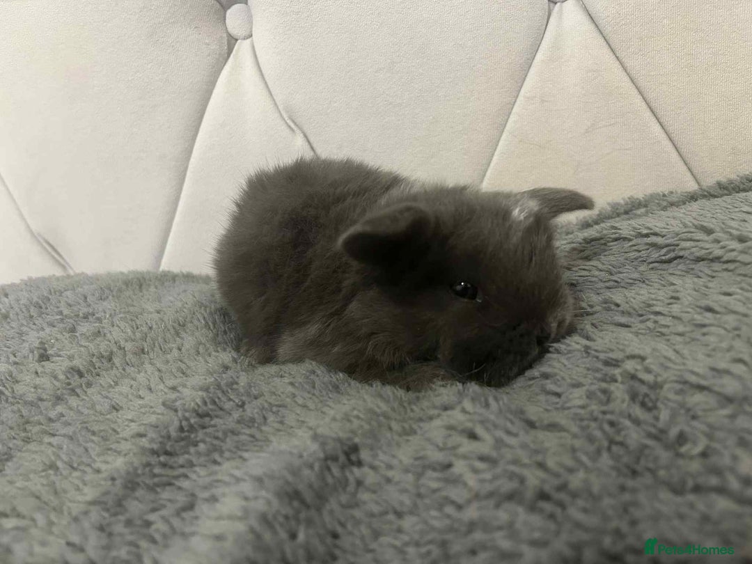 Mini Lop rabbits for sale: Mini lops for sale - Image 8