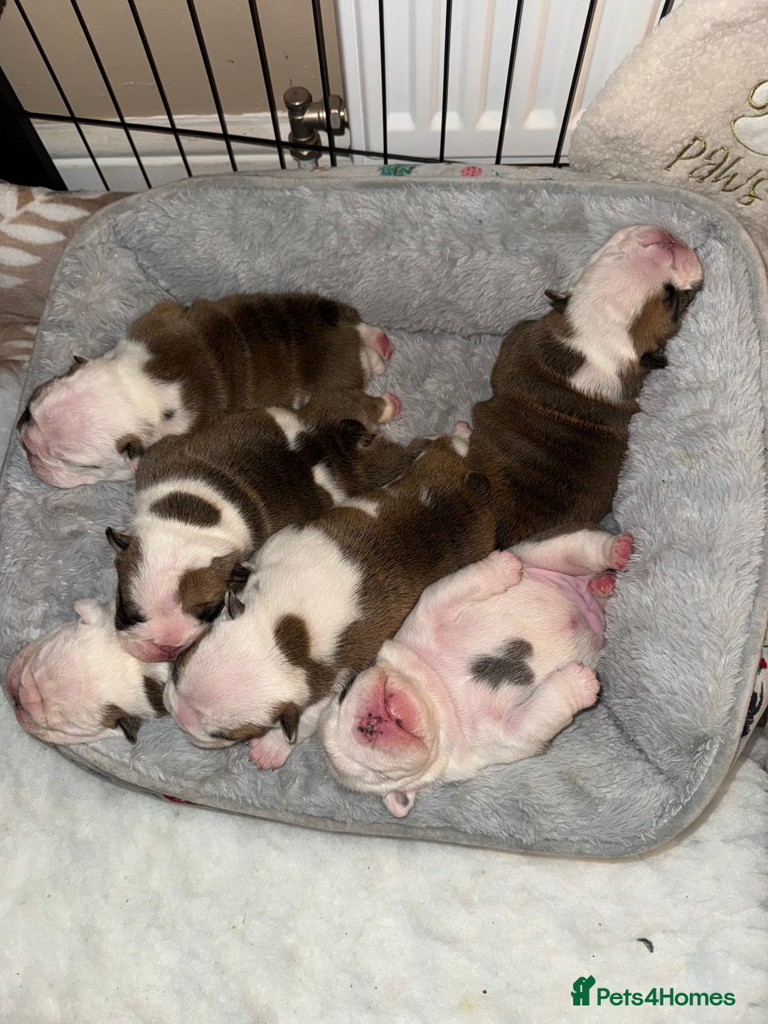 English Bulldog dogs for sale: Stunning English bulldog puppies  - Advert 22