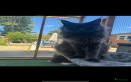 Maine Coon cats for sale: 4 big pure gorgeous Mainecoon boys  - Image 24