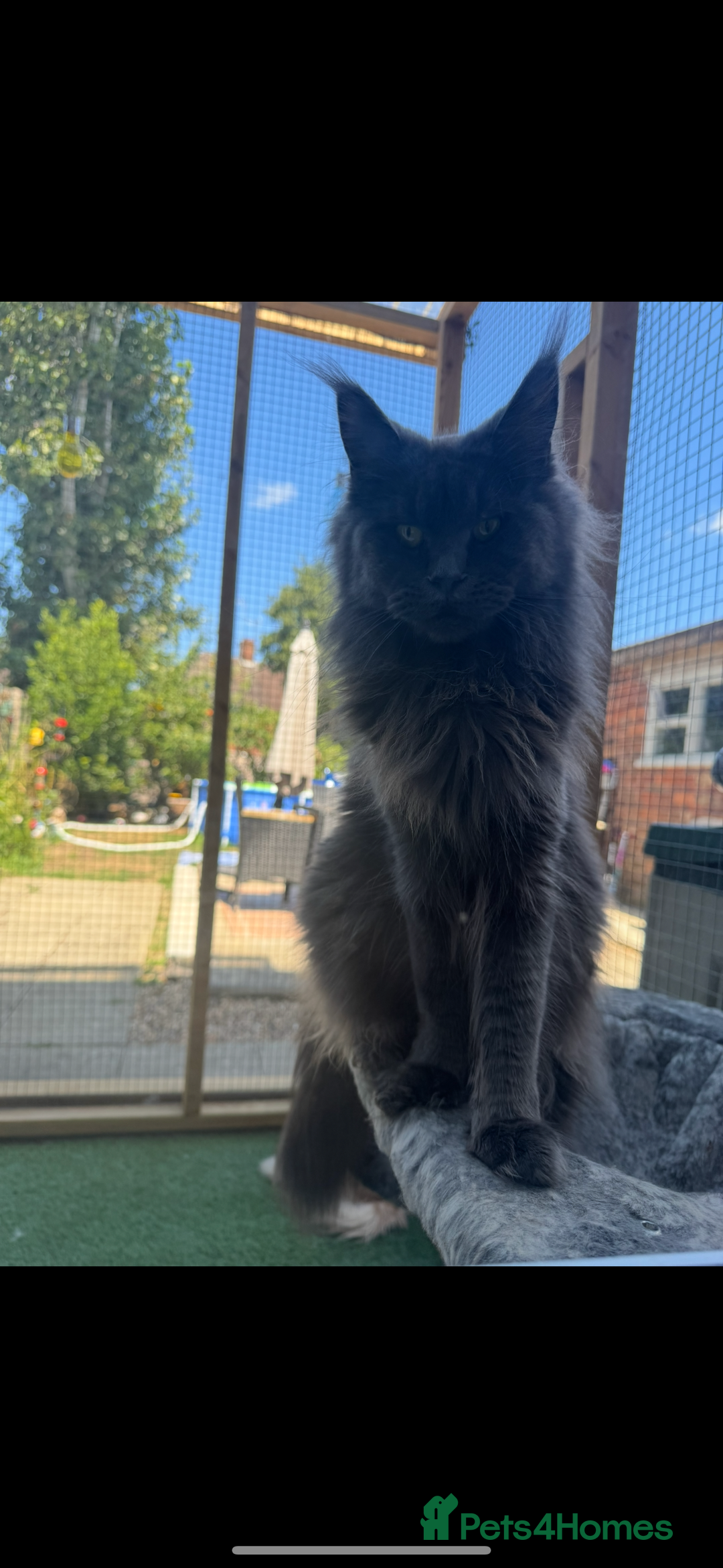 Maine Coon cats for sale: 4 big pure gorgeous Mainecoon boys  - Image 24