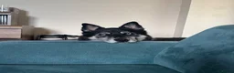 Shepsky dogs for sale: Chase in Pontefract - Advert 3