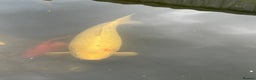 Koi Carp fish for sale: Koi Carp for Sale (rehoming due to baby and dog)  - Advert 36