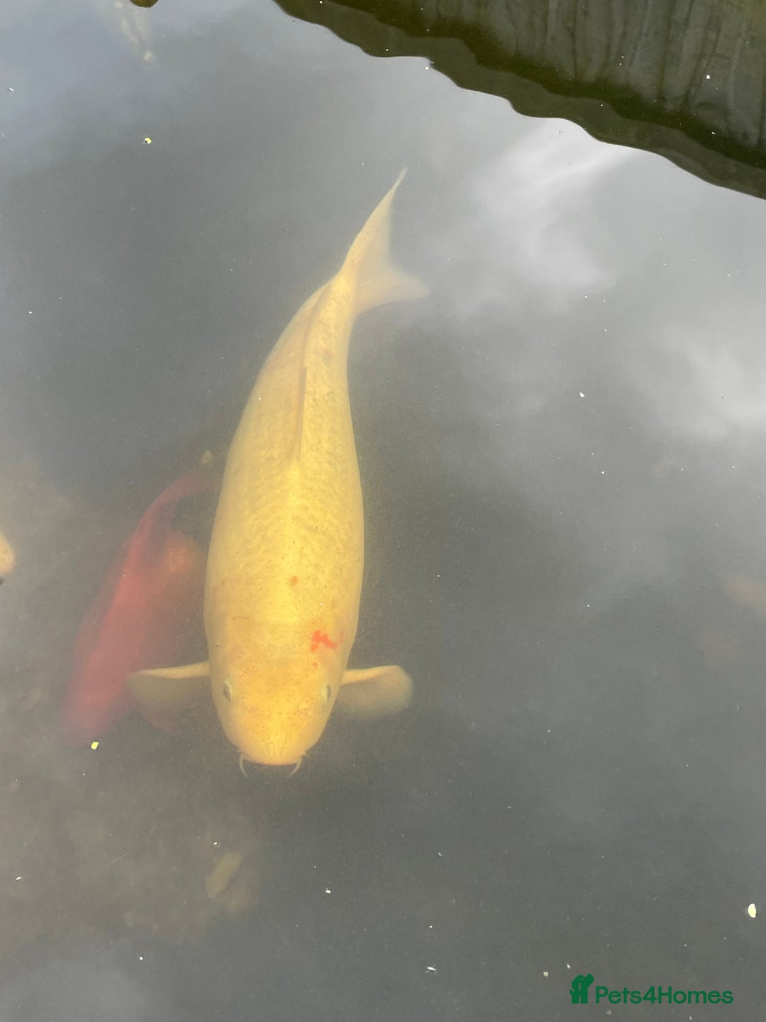 Koi Carp fish for sale: Koi Carp for Sale (rehoming due to baby and dog)  - Advert 36