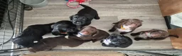 Sprocker dogs for sale: Working Sprocker Spaniels  - Advert 12
