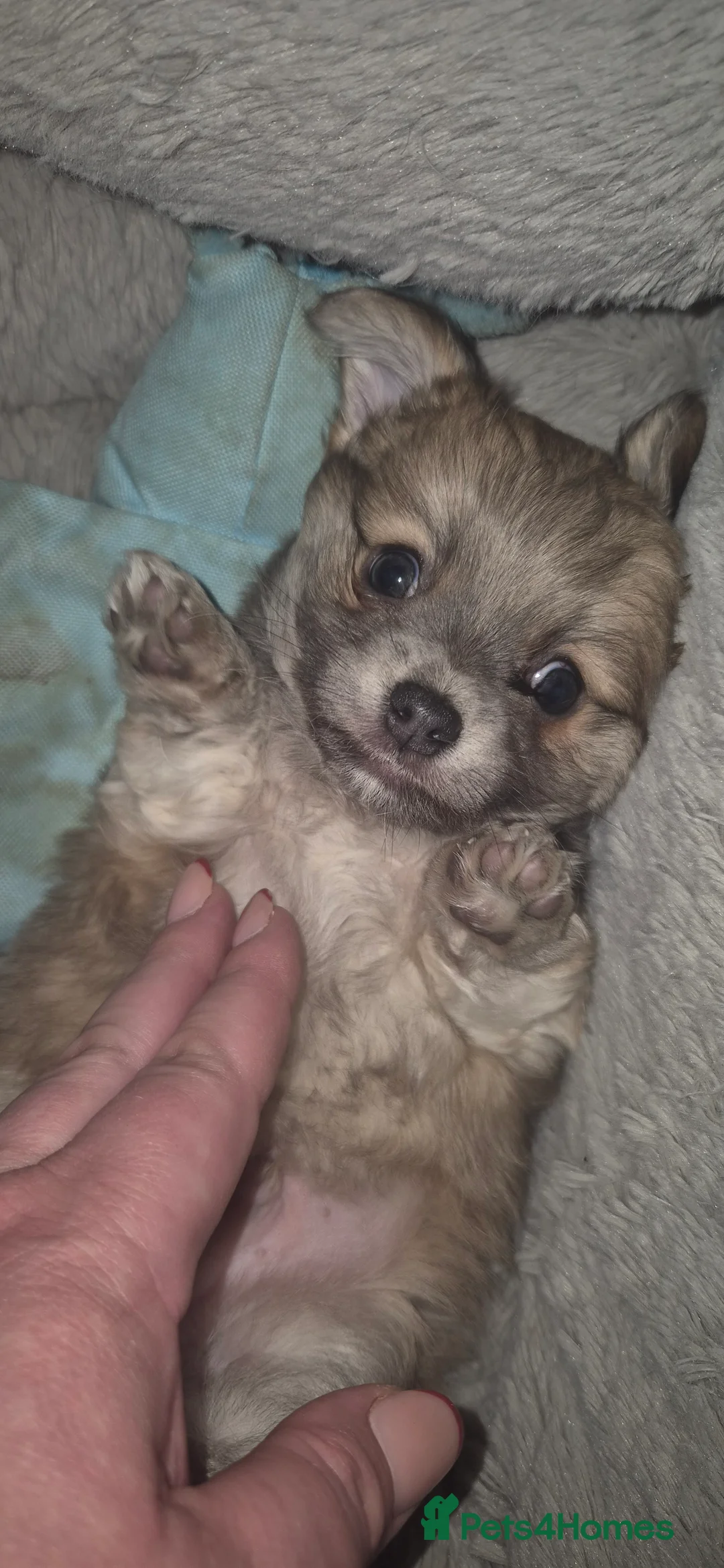 Chihuahua dogs for sale: Gorgeous Pedigree Chi Boy - Advert 10