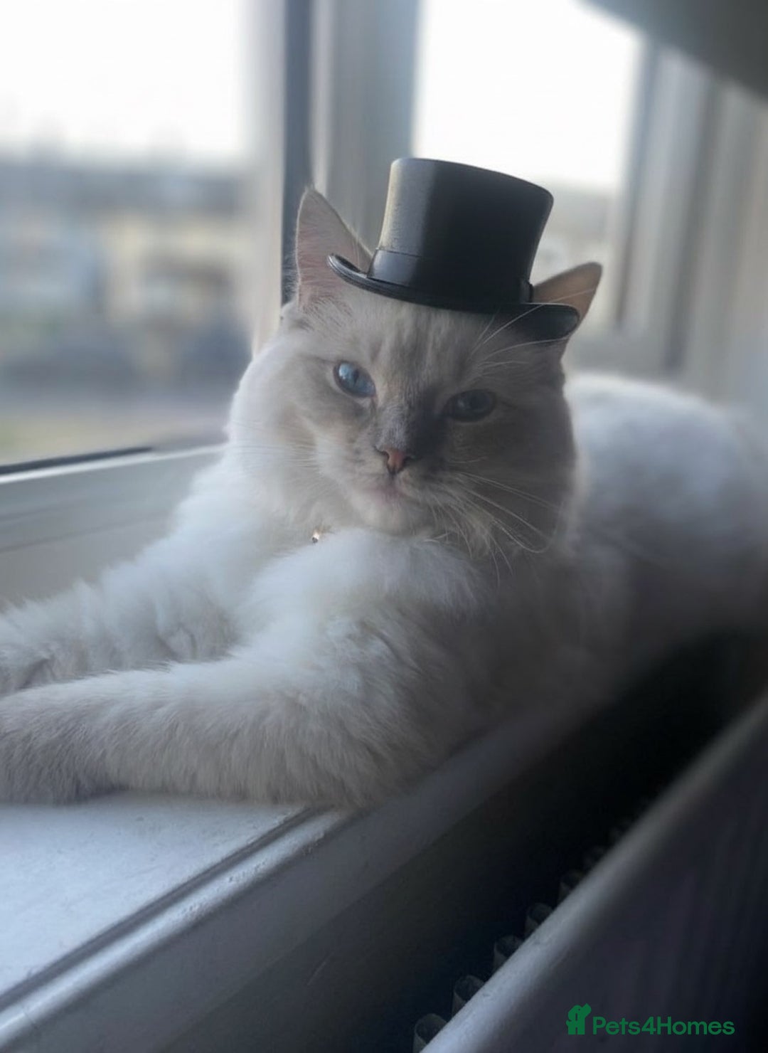 Ragdoll cats for sale: Handsome Male Ragdoll! - Advert 4