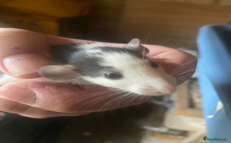 Rat rodents - Advert 1