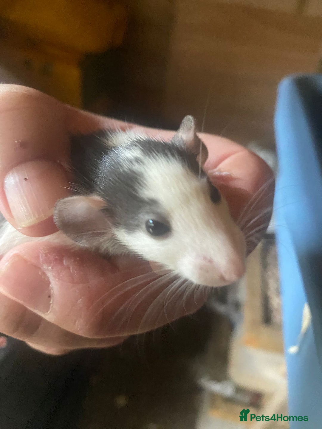 Rat rodents for sale: Rats Male & Female - Image 1