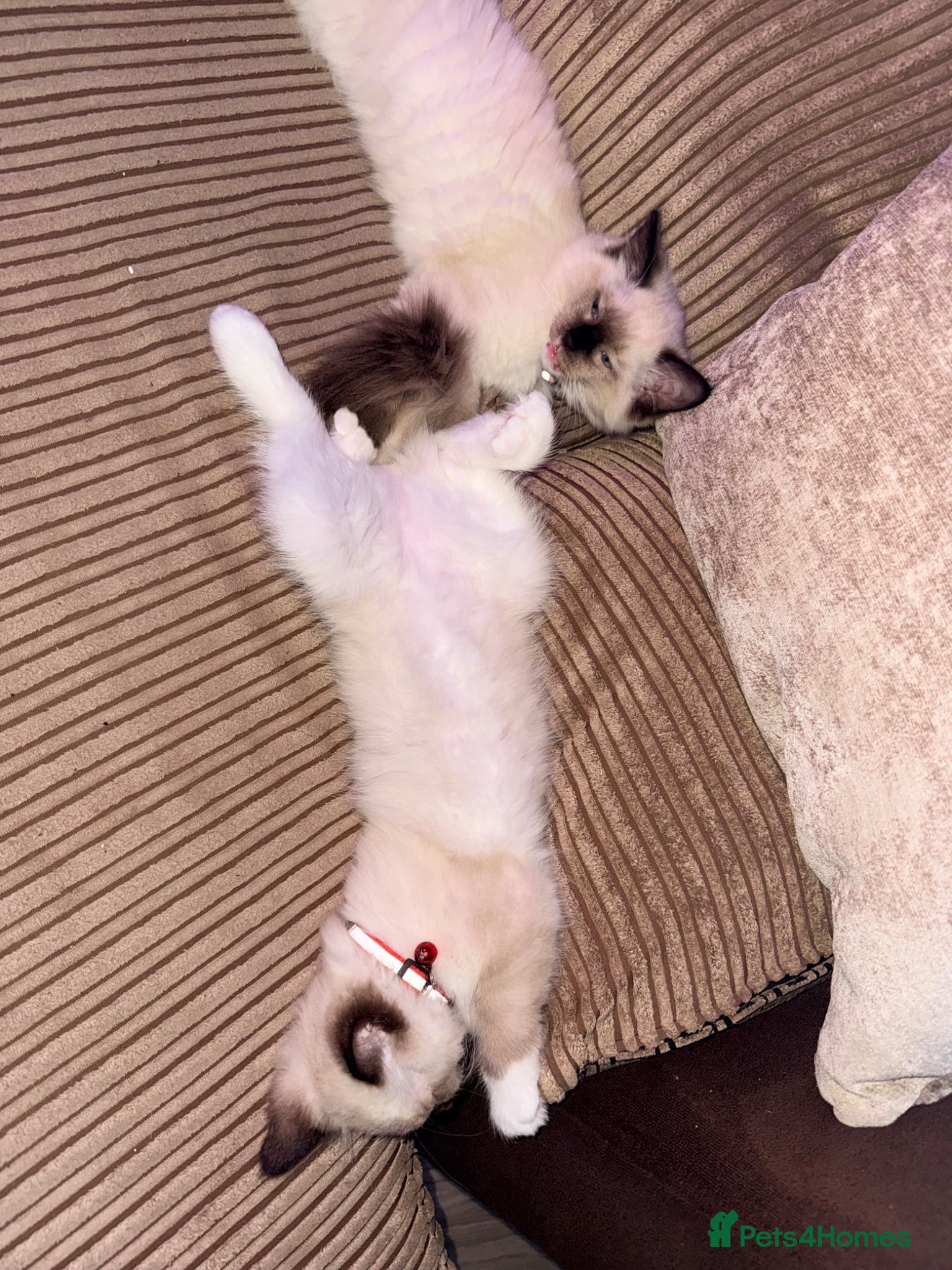 Ragdoll cats 2 female ragdoll kittens  - Advert 2