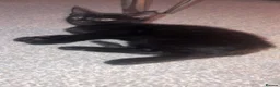 Mixed Breed cats for sale: 4 kittens  - Advert 33