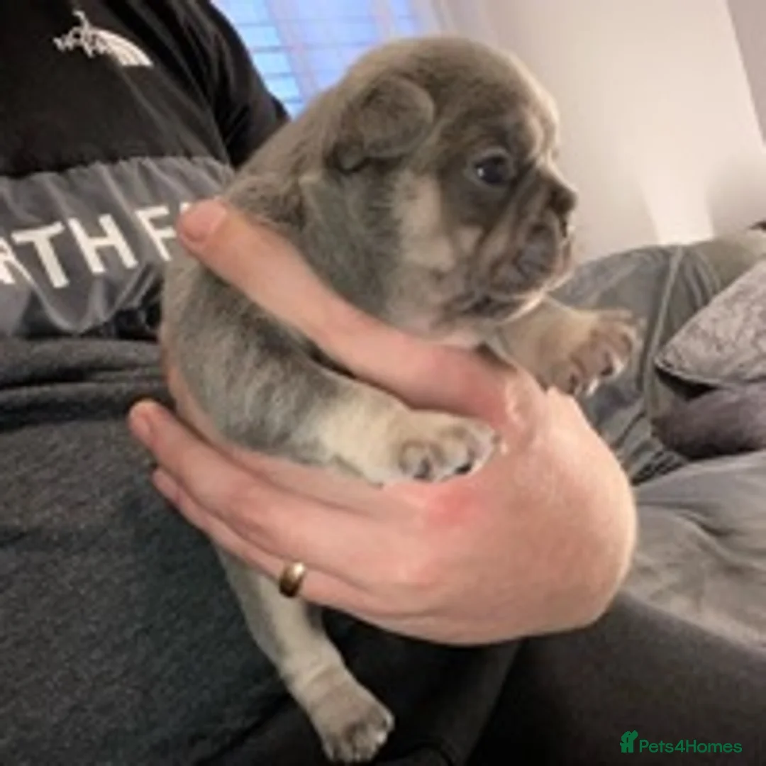 French Bulldog dogs for stud: BRUCE blue and tan french bulldog in Sheffield - Advert 10