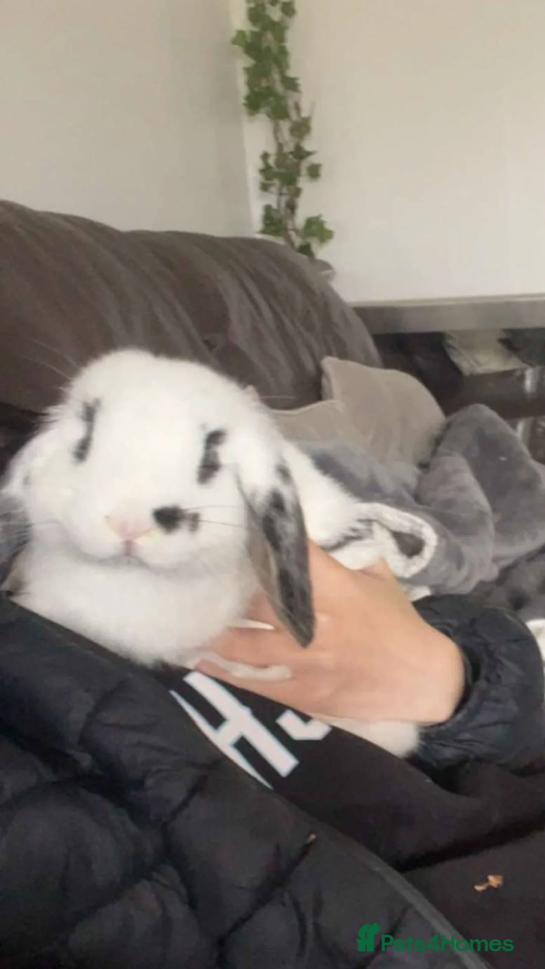 Mini Lop rabbits for sale: Tux and Caramel need rehoming - Advert 1