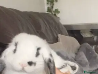 Mini Lop rabbits Tux and Caramel need rehoming - Advert 1