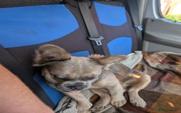 French Bulldog dogs for sale: 11 month old fluffy french bulldog called Hewie  - Image 5