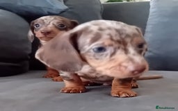 Miniature Dachshund dogs for sale: *READY TO GO* Miniature Daschund Puppies - Image 24