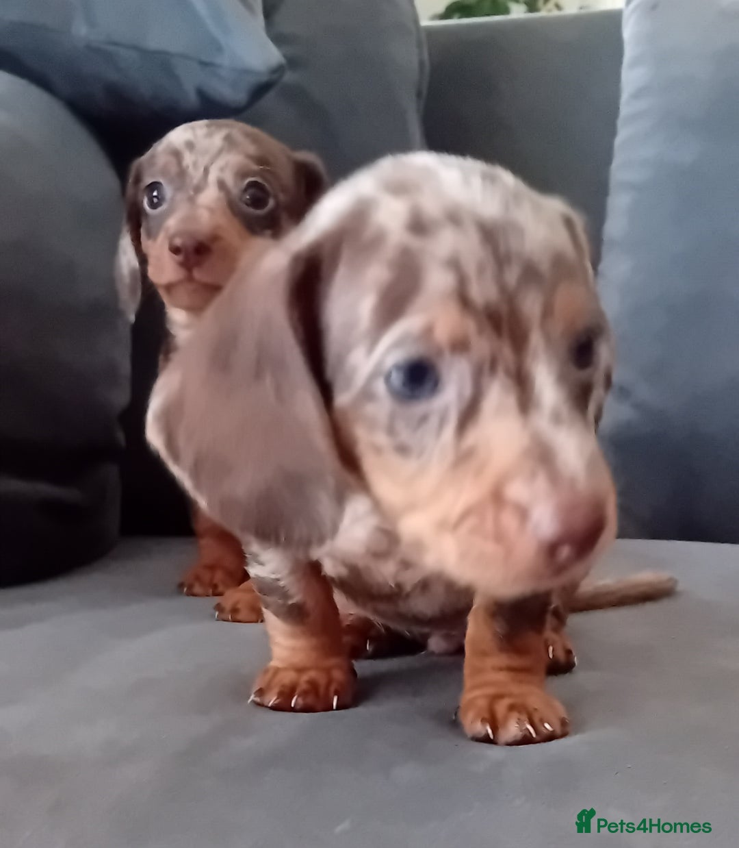 Miniature Dachshund dogs for sale: *READY TO GO* Miniature Daschund Puppies - Image 24