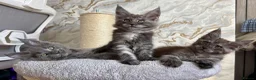 Maine Coon cats for sale: Stunning Maine Coon Kittens TICA Registered - Advert 29