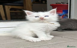 Maine Coon cats for sale: MAINE COON KITTENS SOME POLYDACTYL  - Image 20