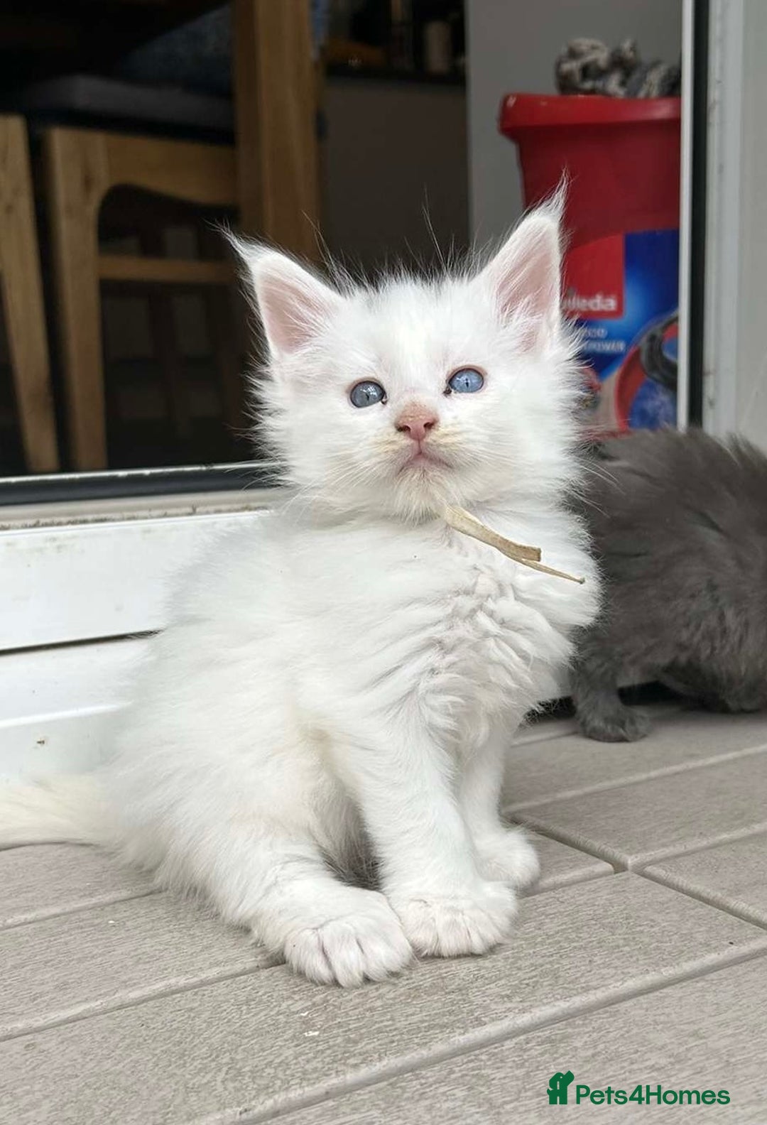 Maine Coon cats for sale: MAINE COON KITTENS SOME POLYDACTYL  - Image 20