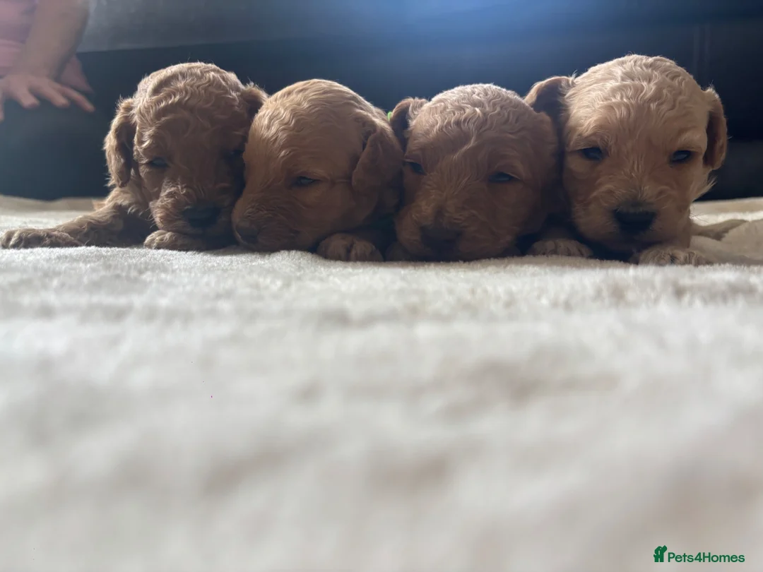 Miniature Poodle dogs for sale: Exquisite KC Registered miniature Poodles  - Advert 25