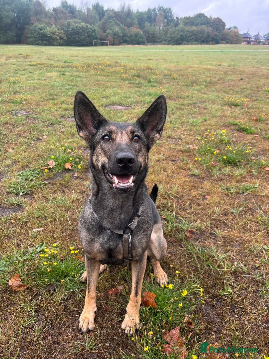 Belgian Shepherd Dog dogs for sale: Belgian Malinois  in Nantwich - Advert 3