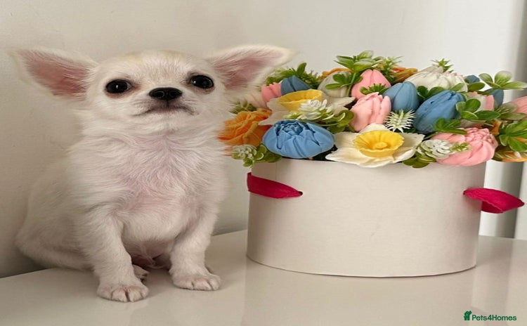 Chihuahua dogs - Advert 2