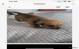 Mixed Breed dogs for sale: 5 Jack Russell x miniature dashound puppies £800 - Image 13