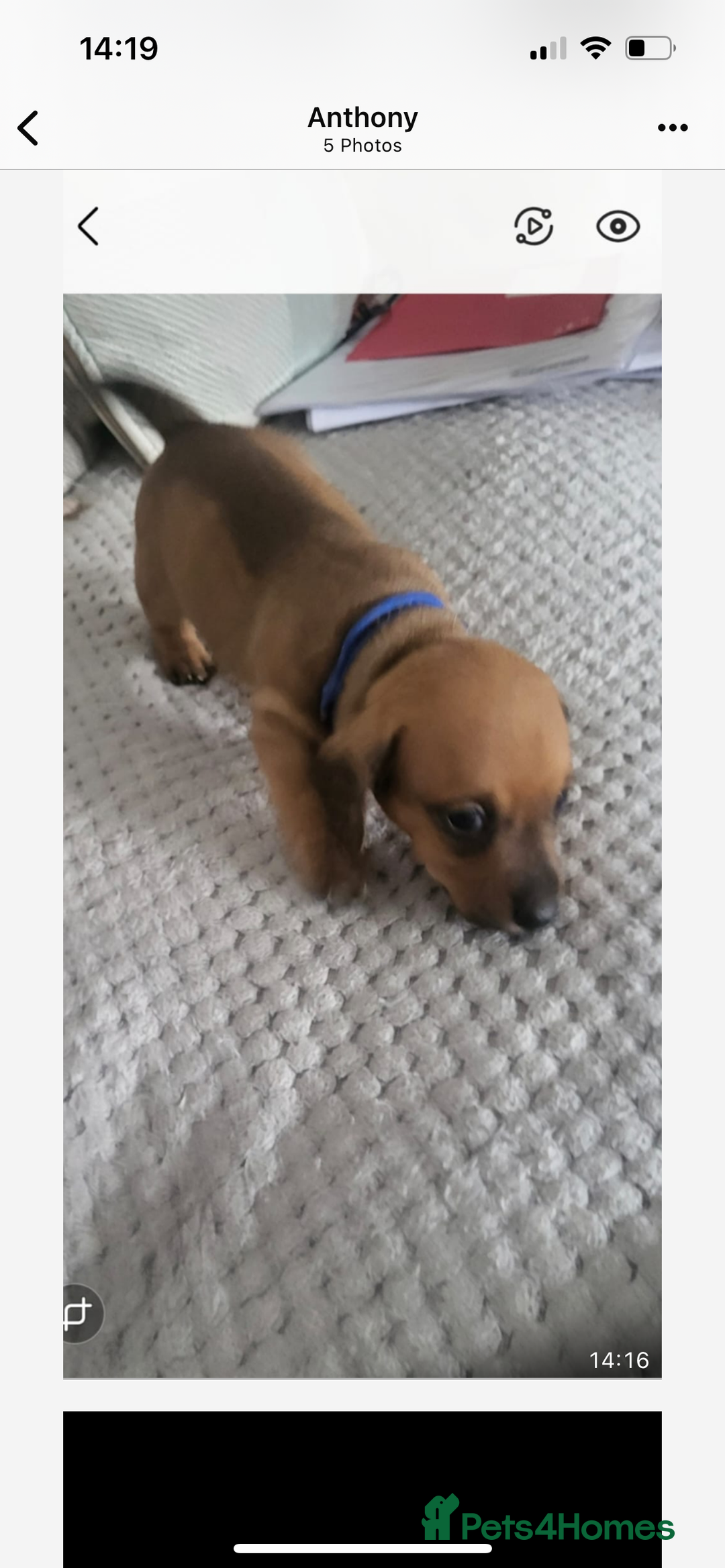 Mixed Breed dogs for sale: 5 Jack Russell x miniature dashound puppies £800 - Image 13