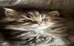 Persian cats for sale: Last 2 Boys! READY TO LEAVE - Image 4