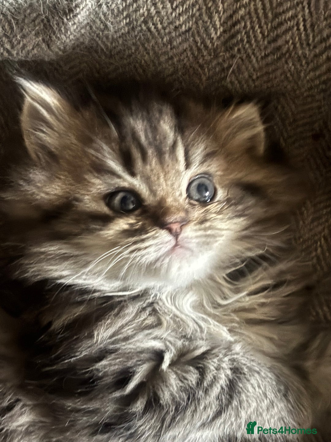 Persian cats for sale: Last 2 Boys! READY TO LEAVE - Image 4