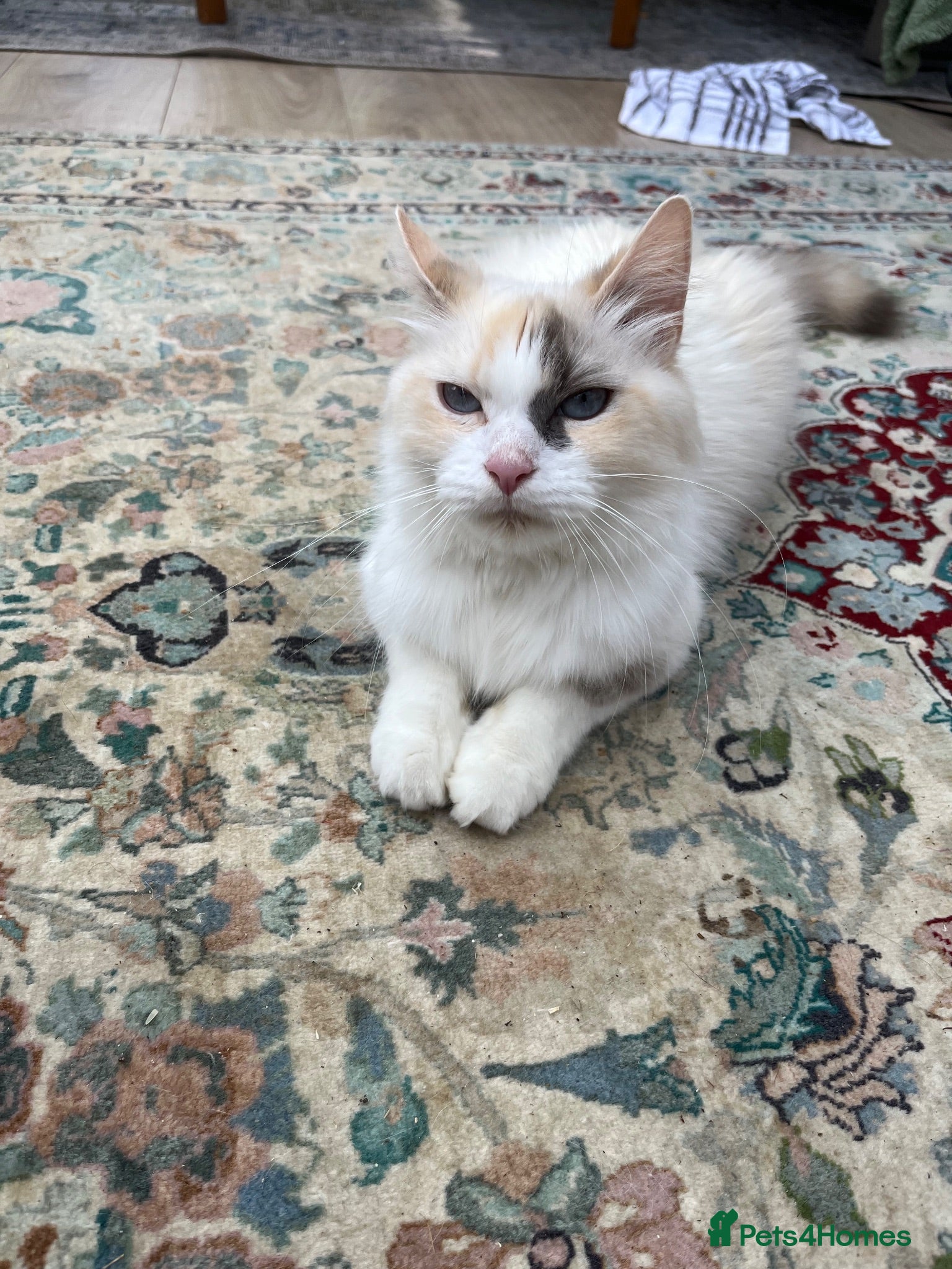 Ragdoll cats Dilute tortie ragdoll  - Advert 1