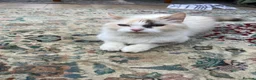 Ragdoll cats for sale: Dilute tortie ragdoll  - Advert 1