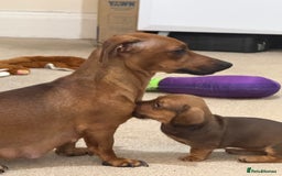 Miniature Dachshund dogs for sale: 5 miniature dachshund puppies  - Image 29